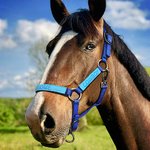 Personalised Soft Multicolour Horse Halter Noseband Protector Cover with Embroidered Text Equestrian Accessories Birthday Gift for Horse Lovers