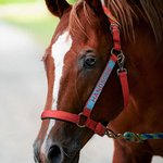 Personalised Soft Multicolour Horse Halter Noseband Protector Cover with Embroidered Text Equestrian Accessories Birthday Gift for Horse Lovers