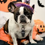 Set de 2 badges d'identification gothiques personnalisés pour chiens pour Halloween