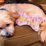 Jouet Oreiller en Forme d'Os Personnalisé avec Nom et Patte Brodés pour Chien Cadeau Anniversaire Noël pour Propriétaire Amoureux de Chien