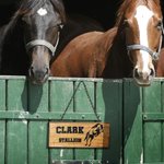 Personalised Laser Engraved Wooden Name Plate with Horse
