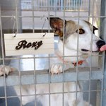 Personnalisé étiquette Caisse pour animaux de compagnie