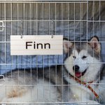 Personnalisé étiquette Caisse pour animaux de compagnie