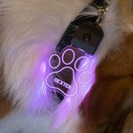 Personalizada en forma de pata y hueso LED acrílico collar de perro con el nombre de 7 colores de luz Perros de Seguridad Noche Caminar Camping Acceso