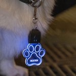 Personalizada en forma de pata y hueso LED acrílico collar de perro con el nombre de 7 colores de luz Perros de Seguridad Noche Caminar Camping Acceso