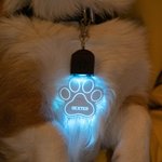 Personalizada en forma de pata y hueso LED acrílico collar de perro con el nombre de 7 colores de luz Perros de Seguridad Noche Caminar Camping Acceso