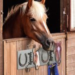 Panneau de stalle pour chevaux en bois peint, personnalisé, pour la grange