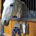 Panneau de stalle pour chevaux en bois peint, personnalisé, pour la grange