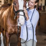Longe personnalisée pour chevaux pour équipement équestre