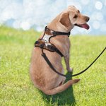 Spersonalizowana oddychająca siatkowa kamizelka dla psa ze sztucznej skóry bydlęcej