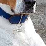 Plaques pour chien personnalisées en turquoise avec nom