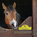 Panneau de porte personnalisé en PLA 3D Cheval