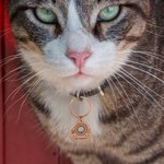 Pendentif d'Identification Personnalisé avec Gravure de Nom et Texte Accessoire Collier de l'Animal de Compagnie Cadeau Halloween pour Chien Chat