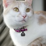 Pendentif d'Identification Personnalisé avec Gravure de Nom et Texte Accessoire Collier de l'Animal de Compagnie Cadeau Halloween pour Chien Chat