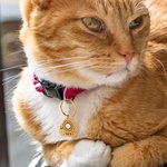 Pendentif d'Identification Personnalisé avec Gravure de Nom et Texte Accessoire Collier de l'Animal de Compagnie Cadeau Halloween pour Chien Chat