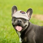 Personalized 2 Pieces Matching Pet and Owner Baseball Cap Sport Hats for Outdoor Sports Dog Dad and Dog Mom Gift