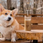 Personalised Pet Portrait Coffee Cup with Name 20oz Dog Photo Soda Can Glass with Bamboo Lid and Straw Pet Lover Gift Birthday Gift