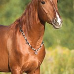 Collier Perles de Rythme Équin Personnalisé avec Texte Gravé Collier Accessoire de Clochettes pour Cheval Cadeau pour Amoureux de Cheval