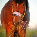 Personalised Horse Noseband with Name Leather Bridle Equipment Gift for Horse Lover Equestrian