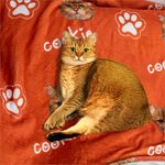 Gepersonaliseerde Multicolor Zachte Fleece Paw Icon Deken met 1-3 Foto's Verjaardagscadeau voor huisdierliefhebber