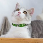 Personalized Four Leaf Clover Adjustable Dog Cat Collar with Metal D-ring and Buckle Lucky Pet Accessory St Patrick's Day Gift for Pet Lover and Owner