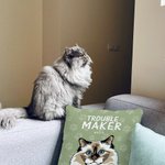 Taie de Coussin Personnalisée avec Dessin de Chien Chat et Nom Cadeau Anniversaire pour Ami qui Aime les Animaux