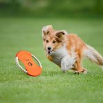 Personalisierte niedlichen Hund Pfote drucken Muster wasserdicht Hund fliegende Scheibe im Freien Hundespielzeug mit Namen Geburtstag Geschenk für Tierliebhaber