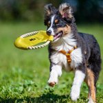 Personalisierte niedlichen Hund Pfote drucken Muster wasserdicht Hund fliegende Scheibe im Freien Hundespielzeug mit Namen Geburtstag Geschenk für Tierliebhaber
