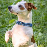 Collier de Chien Réglable Personnalisé avec Texte Brodé Multicolore Cadeau d'Anniversaire pour Amoureux d'Animal de Compagnie