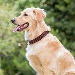 Collier de Chien Réglable Personnalisé avec Texte Brodé Multicolore Cadeau d'Anniversaire pour Amoureux d'Animal de Compagnie