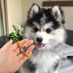Personalisierte handgefertigte 1-3 Haustier Porträt verstellbare geflochtene Armband mit Multicolor Geburtstag Geschenk für Hund Katze Haustier Liebha