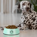 Personalizado doble desmontable Pet Bowl con perro gato Oreja Contorno Nombre Regalo de cumpleaños para el amante del animal doméstico