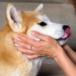 Personalizada de plata esterlina de hueso de perro Anillo de impresión de la pata con el nombre grabado regalo de cumpleaños para el gato perro amante