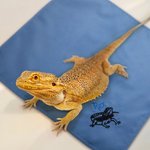 Personalised Bearded Dragon Soft Warm Blanket with Embroidered Name Reptile Tank Accessories for Habitat Gift for Lizard Lover