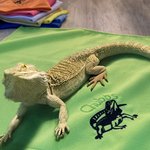 Personalised Bearded Dragon Soft Warm Blanket with Embroidered Name Reptile Tank Accessories for Habitat Gift for Lizard Lover