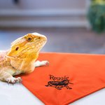 Personalised Bearded Dragon Soft Warm Blanket with Embroidered Name Reptile Tank Accessories for Habitat Gift for Lizard Lover