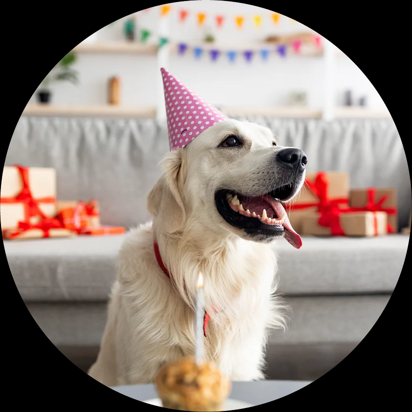 Birthday Gift For Dogs