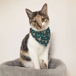 Personalized Multi-color Pet Portrait Reversible Bandana with Adjustable Buckle and Name Birthday Pet Wear Gift for Dog Cat Pet Lovers