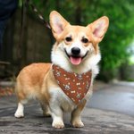 Personalized Multi-color Pet Portrait Reversible Bandana with Adjustable Buckle and Name Birthday Pet Wear Gift for Dog Cat Pet Lovers