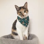 Personalised Multicolour Paw Print Bone Adjustable Pet Bandana with Photo and Name Birthday Party Costume Gift for Pet Lovers