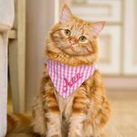 Spersonalizowana trójkątna 100% bawełniana bandana dla zwierzaka z wyhaftowanym imieniem i elastycznym prezentem urodzinowym dla miłośników psów i kotów
