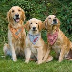 Spersonalizowana trójkątna 100% bawełniana bandana dla zwierzaka z wyhaftowanym imieniem i elastycznym prezentem urodzinowym dla miłośników psów i kotów