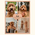 Gepersonaliseerde 4 Huisdier Foto Collage Knus Zacht Deken met Tekst en Schattige Pootafdruk Herdenkings Sympathie Gift voor Verlies van Huisdier Kat 