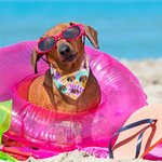 Bandana per cani regolabile in stile hawaiano con foto, regalo di compleanno in spiaggia e costume per gli amanti degli animali.