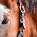 Charm personalizzato in alluminio per sella e briglia di cavallo con nome inciso e pietra preziosa Accessori da equitazione leggeri per gli amanti dei