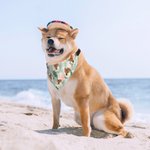 Bandana per cani regolabile in stile hawaiano con foto, regalo di compleanno in spiaggia e costume per gli amanti degli animali.