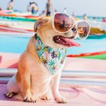 Bandana per cani regolabile in stile hawaiano con foto, regalo di compleanno in spiaggia e costume per gli amanti degli animali.