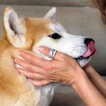 Anillo Personalizado Martillado Ajustable con Nombre y Texto en Memoria de la Pérdida de una Mascota Regalo para los Amantes de las Mascotas Gato Perro