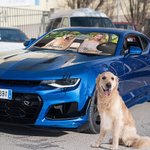 Personalised Photo Car Windshield Sunshade with Name and Suction Cup Auto Accessories Outdoor Activities Gift for Cat Dog Pet Lovers Campers