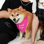 Personalised Colourful Adjustable Dog Bandana with Text Valentine's Day for Dog